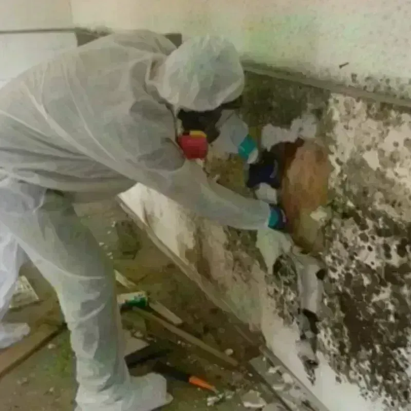 Mold Remediation and Removal in Salem, CT